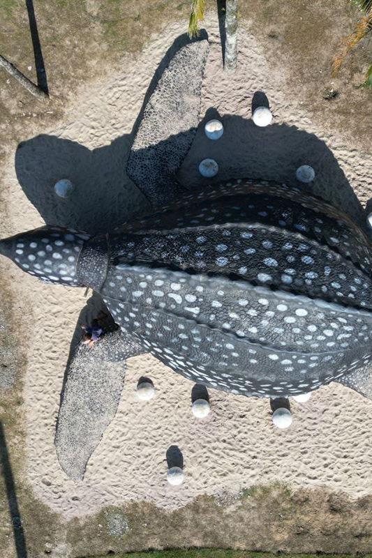 TARTARUGA-OVOS
